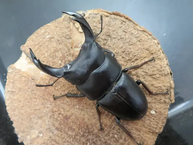 国産オオクワガタ（佐賀県千代田）71ミリ