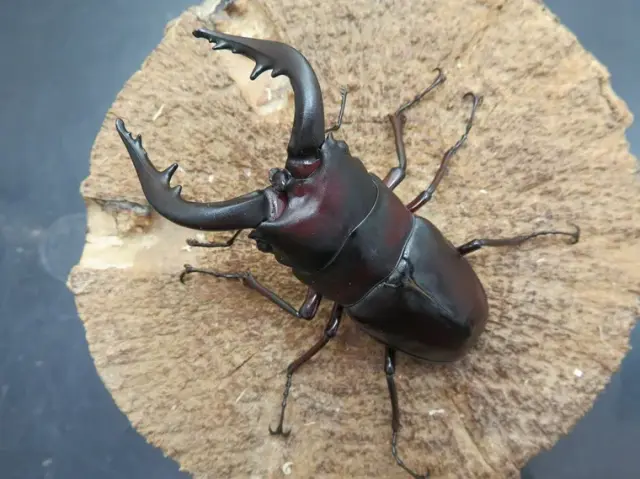 ヤクシマノコギリクワガタ70ミリ