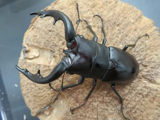 アマミノコギリクワガタ75ミリ