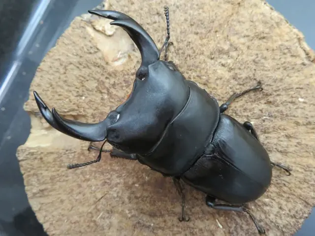国産オオクワガタ（福岡県城島）71ミリ