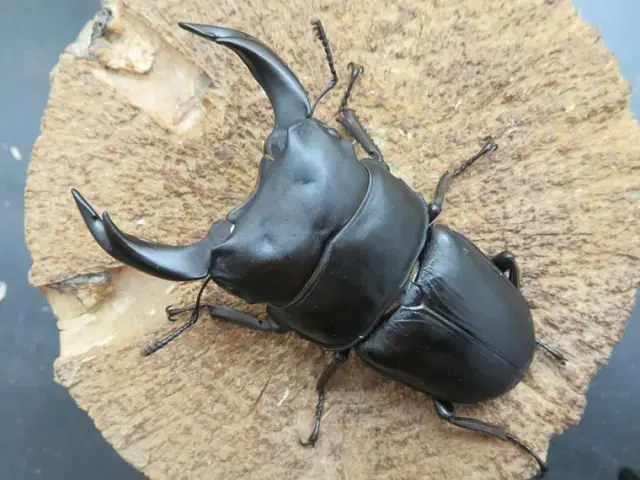 国産オオクワガタ（福岡県城島）73ミリ