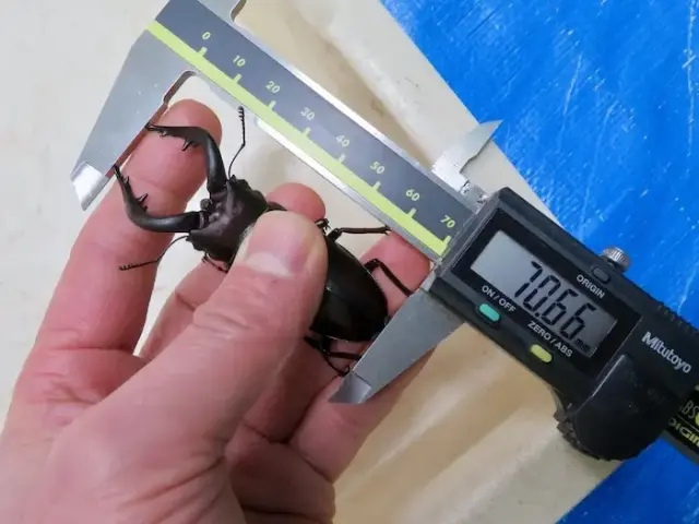 ヤクシマノコギリ70ミリの尺寸