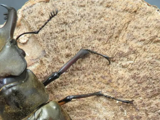 ミヤマクワガタ（宮崎県日南市）74ミリの訳あり箇所の拡大画像