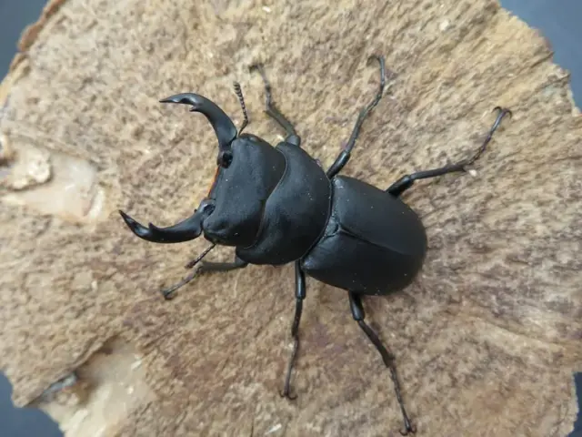 天然キュウシュウヒメオオクワガタ（熊本県産）45ミリ