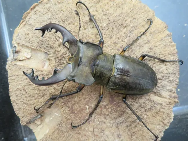 ミヤマクワガタ（宮崎県日南）72ミリ