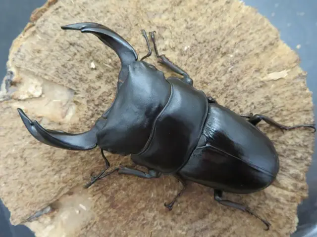 国産オオクワガタ（佐賀県千代田）73ミリ