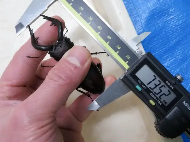 ヤクシマノコギリクワガタ73.5ミリの尺寸画像