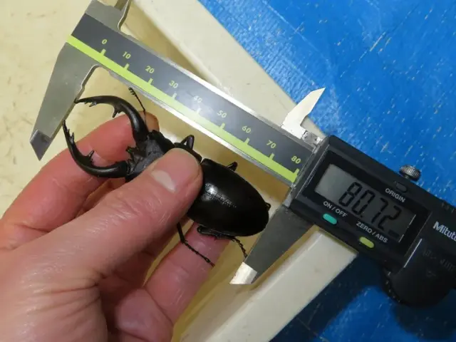 アマミノコギリクワガタ80ミリの測定画像