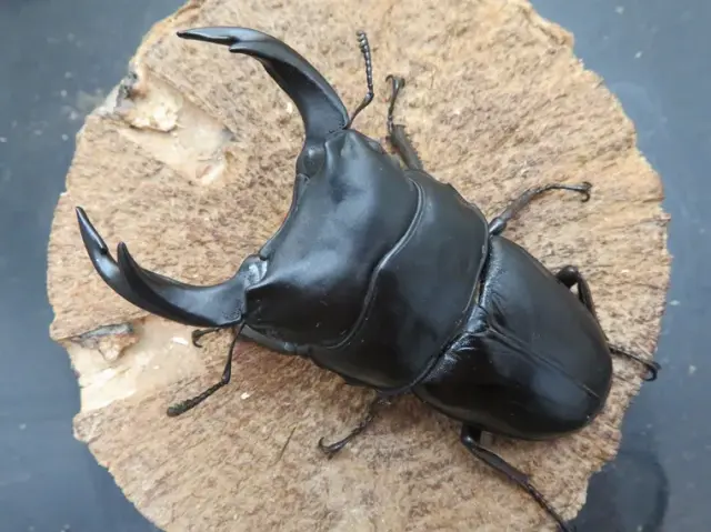 国産オオクワガタ（福岡県久留米）81ミリ