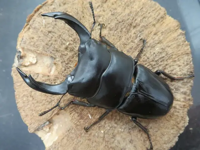 国産オオクワガタ（福岡県久留米）78ミリ