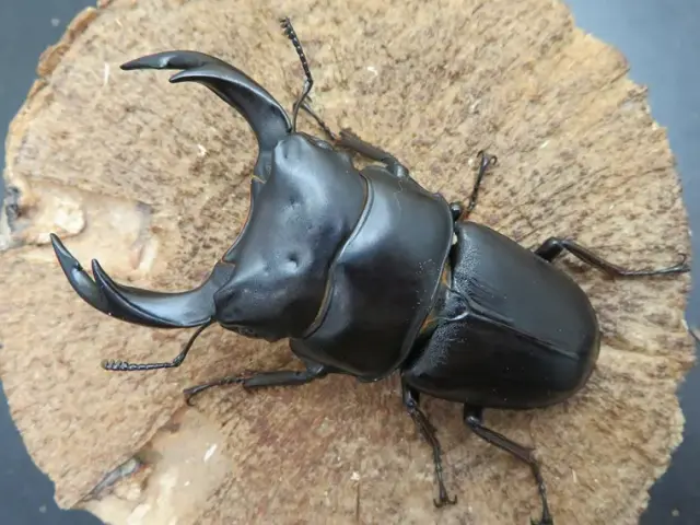 国産オオクワガタ（佐賀県千代田）71ミリ