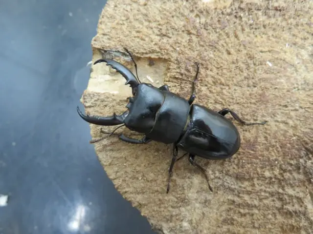 チョウセンヒラタクワガタ（対馬産）43ミリ