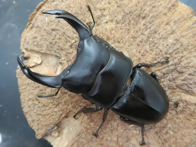 国産オオクワガタ（佐賀県神埼）71ミリ