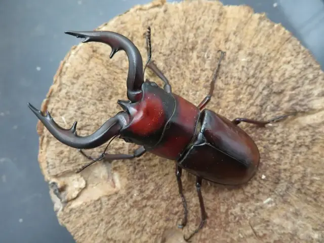 トカラノコギリクワガタ（中之島）70ミリ