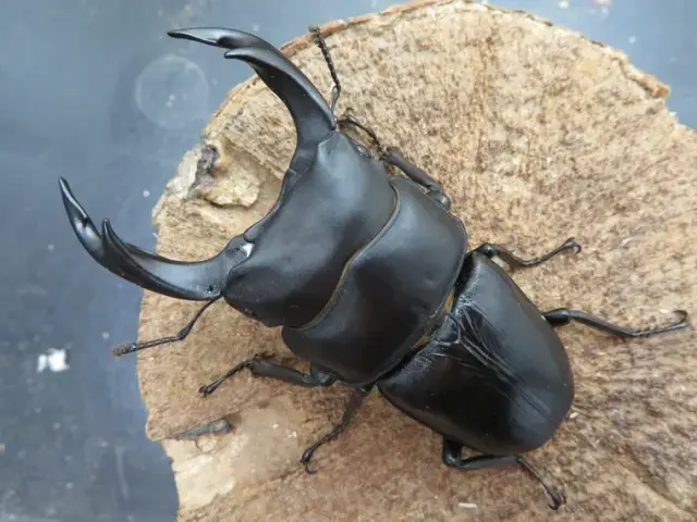 国産オオクワガタ（福岡県久留米）77ミリ