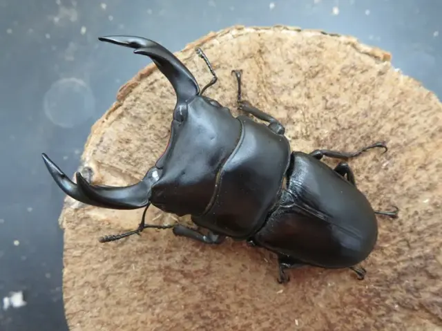 国産オオクワガタ（佐賀県神埼）69ミリ