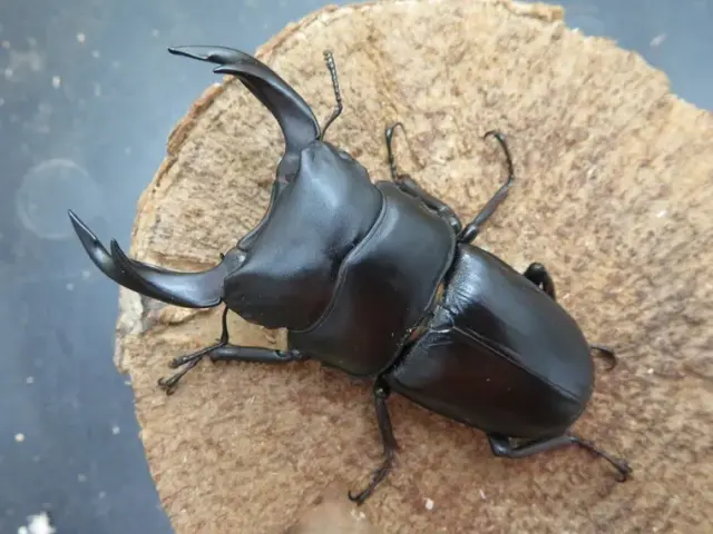 国産オオクワガタ（佐賀県神埼）71ミリ