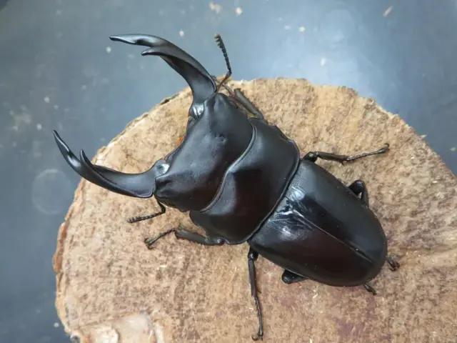 国産オオクワガタ（福岡県久留米）73ミリ