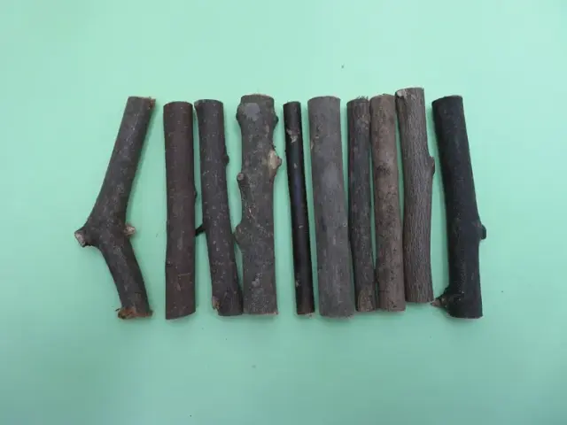 小枝10本セット
