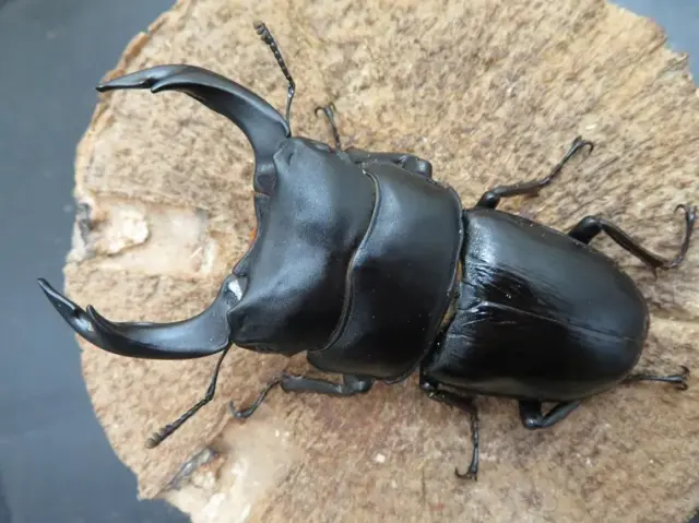 国産オオクワガタ（福岡県久留米）76ミリ