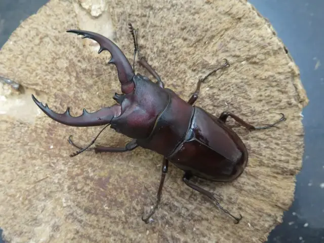 オキナワノコギリクワガタ65ミリ