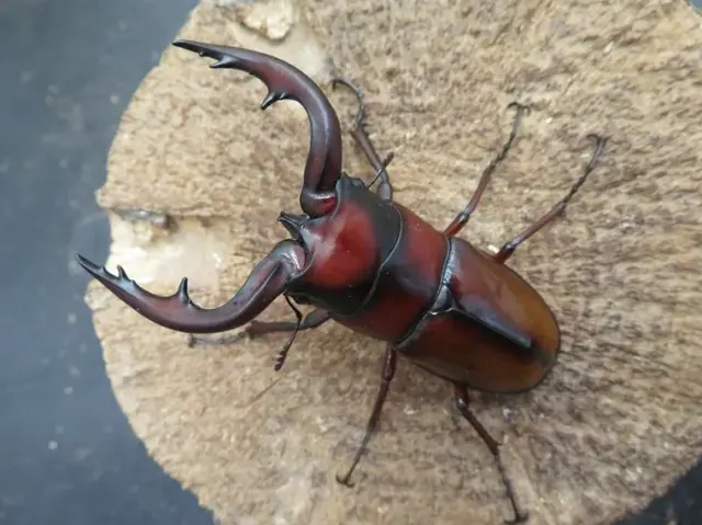 トカラノコギリクワガタ（中之島）67ミリ