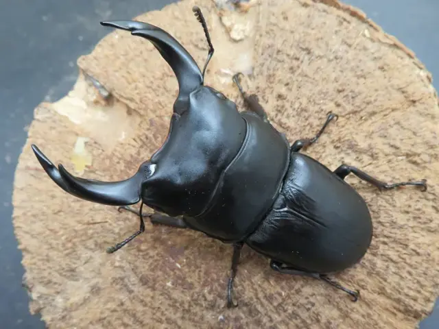 国産オオクワガタ（福岡県城島）71ミリ