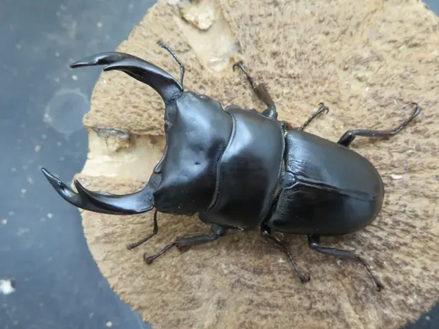 国産オオクワガタ（佐賀県千代田）72ミリ