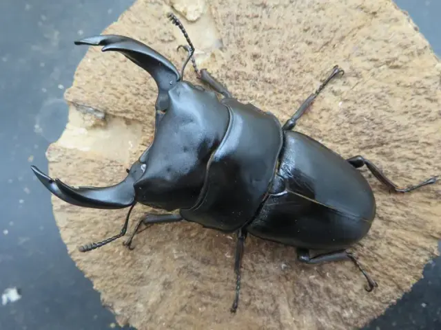 国産オオクワガタ（佐賀県千代田）76ミリ