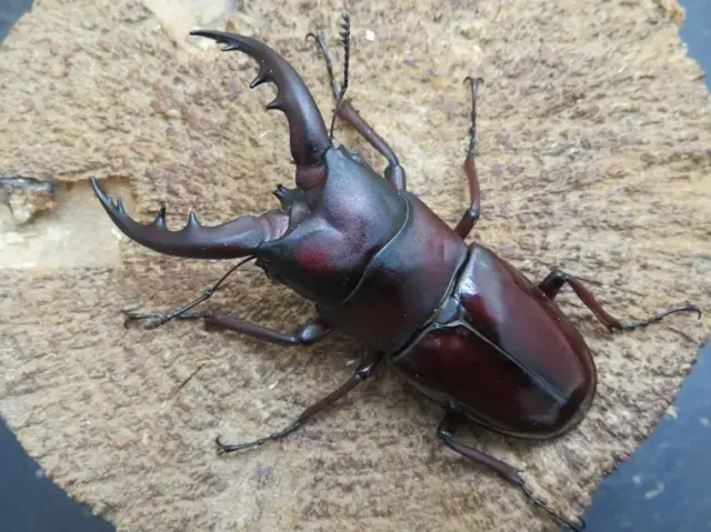 オキナワノコギリクワガタ69ミリ