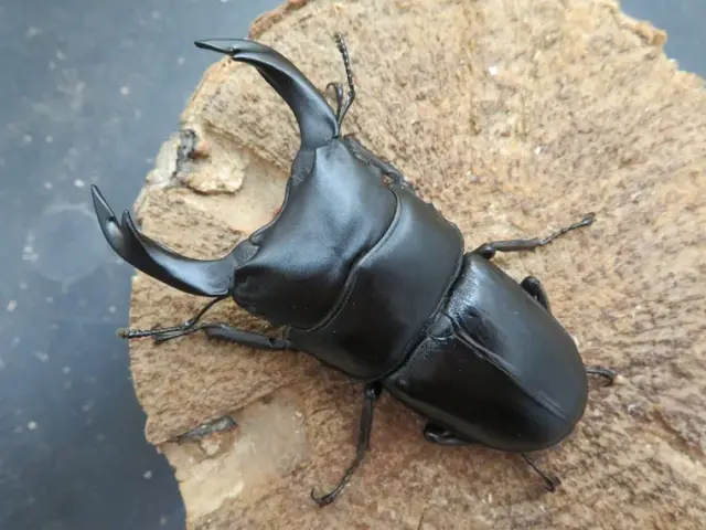 国産オオクワガタ（佐賀県神埼）72ミリ