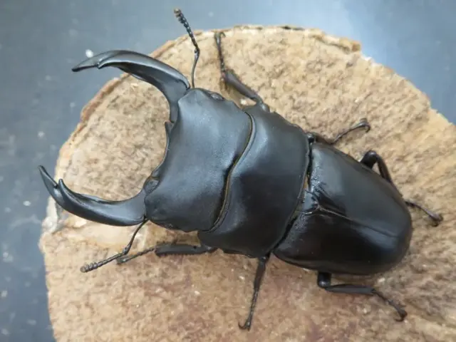 国産オオクワガタ（佐賀県神埼）79ミリ