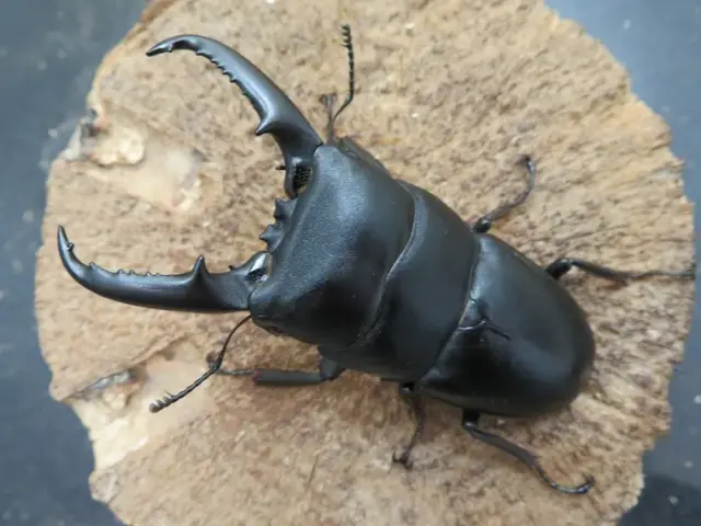 イキヒラタクワガタ74ミリ
