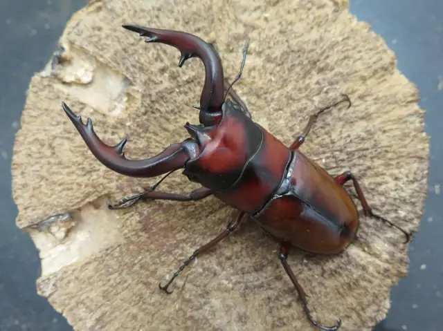 トカラノコギリクワガタ（中之島）69ミリ