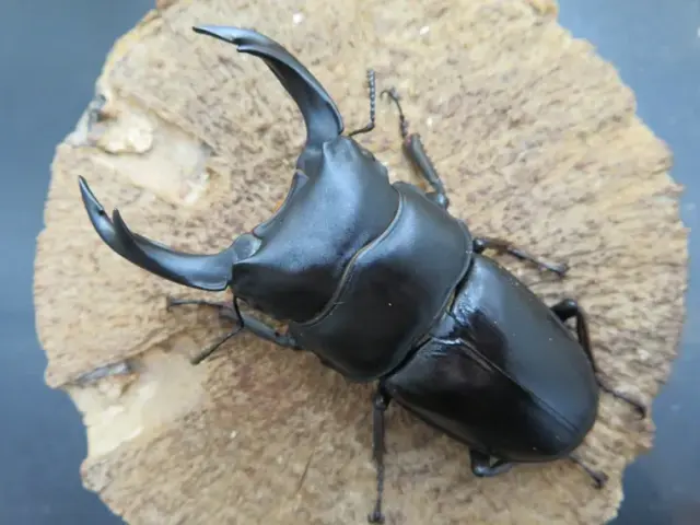 国産オオクワガタ（佐賀県神埼）75ミリ