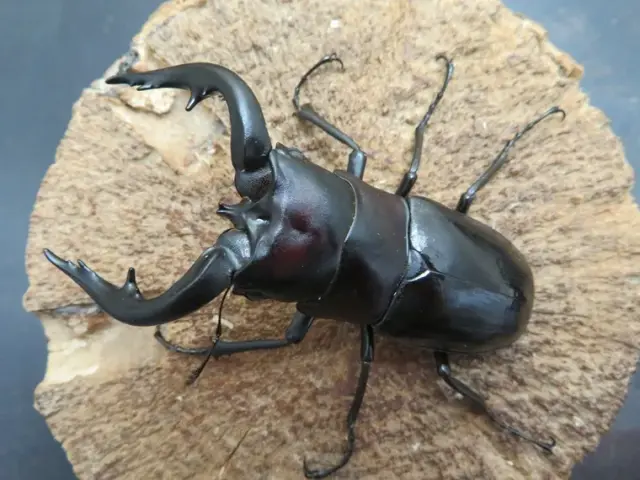 アマミノコギリクワガタ75ミリ