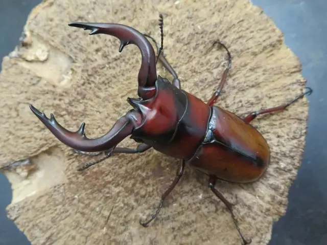 トカラノコギリクワガタ（中之島）68ミリ