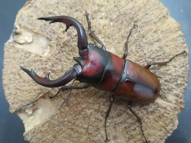 トカラノコギリクワガタ（中之島）70ミリ