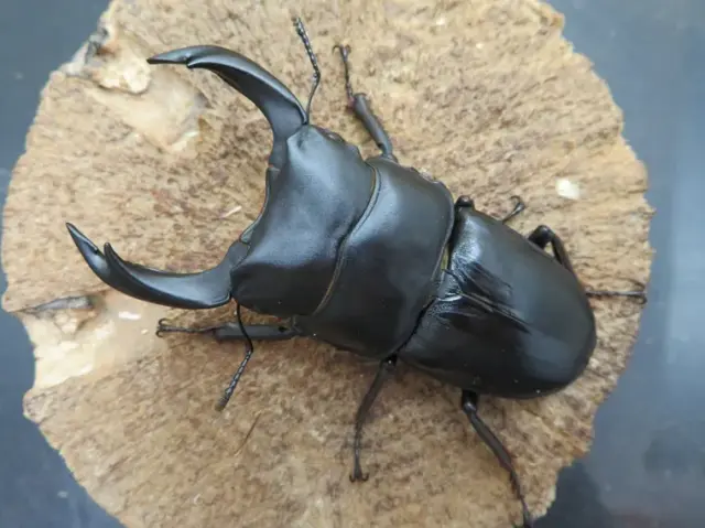 国産オオクワガタ（佐賀県神埼）75ミリ