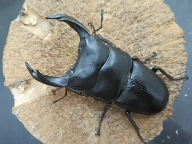 国産オオクワガタ（佐賀県千代田）72ミリ