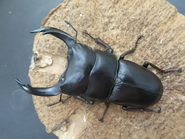 国産オオクワガタ（佐賀県千代田）73ミリ