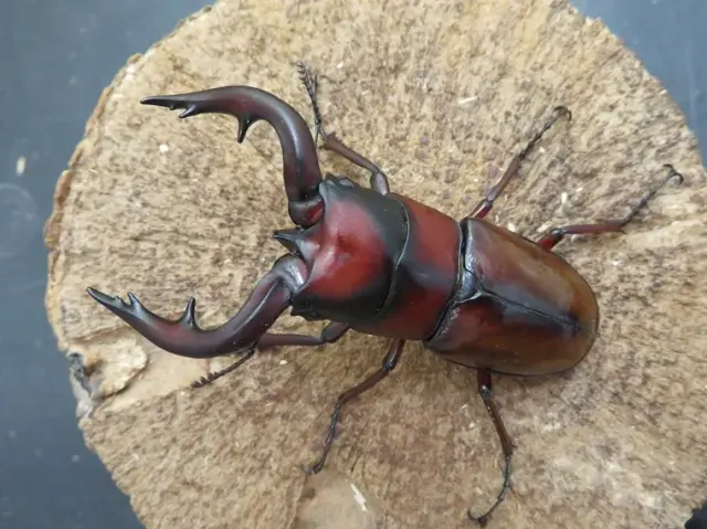 トカラノコギリクワガタ（中之島）70ミリ