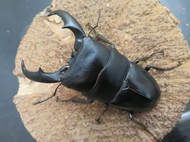 アマミヒラタクワガタ73ミリ