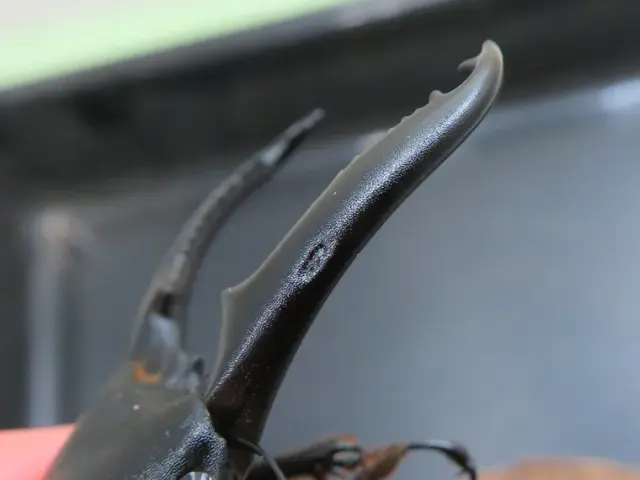 ツシマヒラタクワガタ74ミリの訳あり箇所の拡大