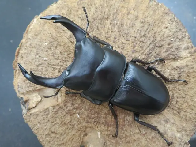 国産オオクワガタ（佐賀県神埼）73ミリ