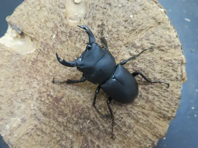 キュウシュウヒメオオクワガタ（熊本県）44ミリ
