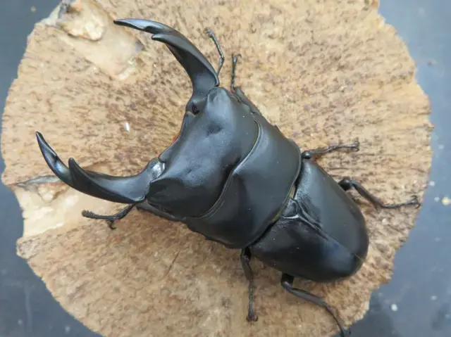 国産オオクワガタ（佐賀県千代田）72ミリ