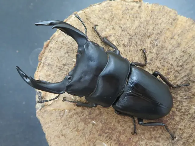 国産オオクワガタ（佐賀県千代田）73ミリ