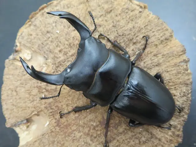国産オオクワガタ（佐賀県神埼）72ミリ