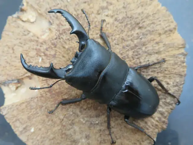 屋久島産ヒラタクワガタ67ミリ